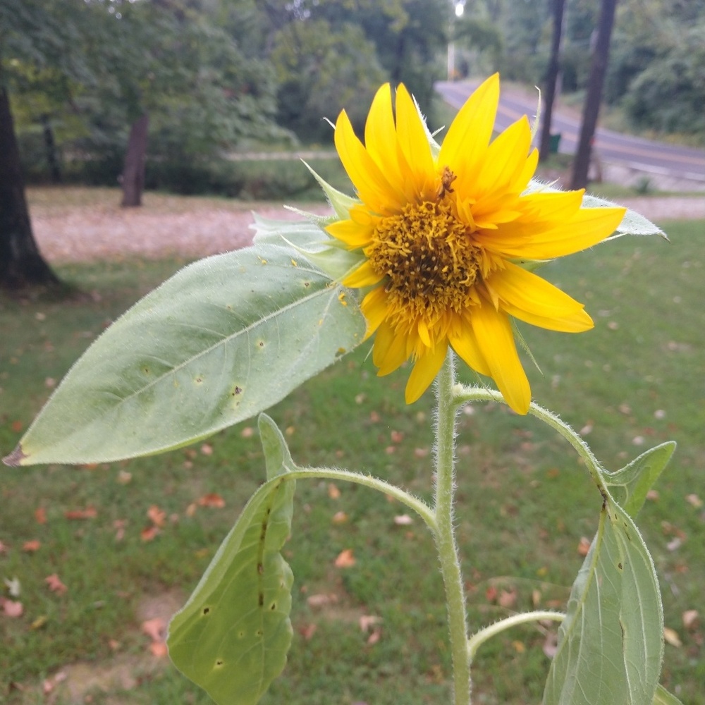 Meet your Posher, Cali